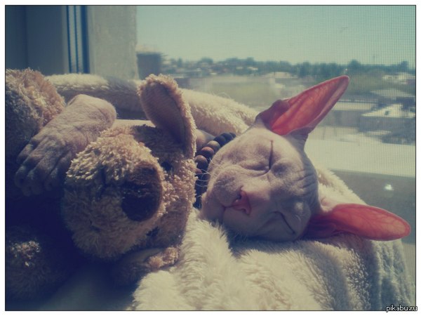 ����� �����