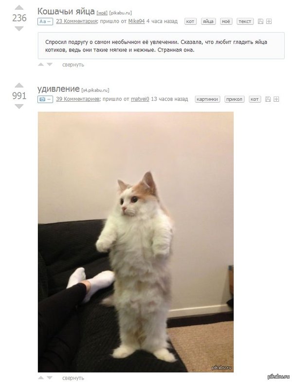 Котейке нравится такой поворот событий, наверное.