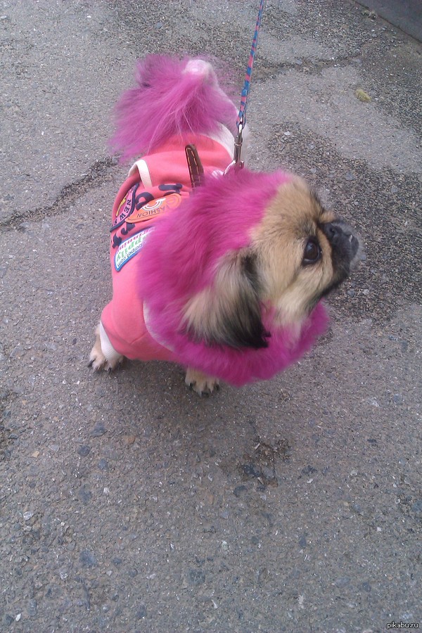 Вот такая вот собачка.