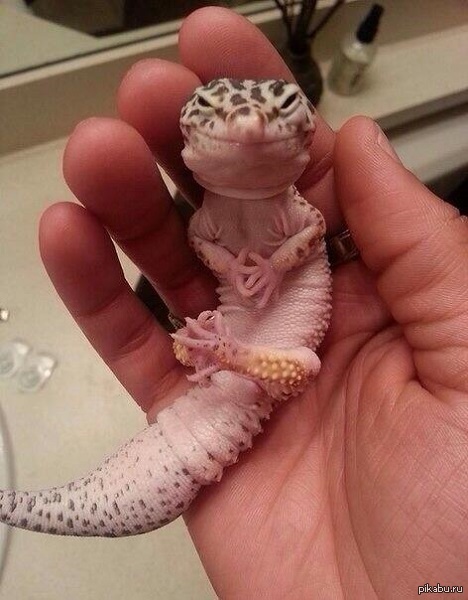 ��������� , ��������� �������.