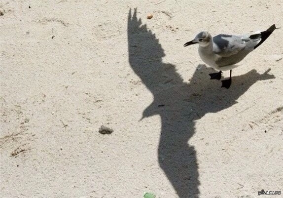 ������� ����