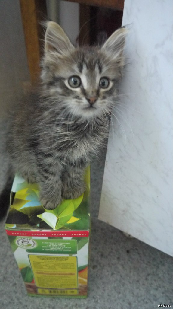 Котейко