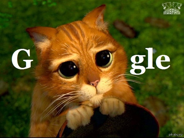   Google chrome   ,    .