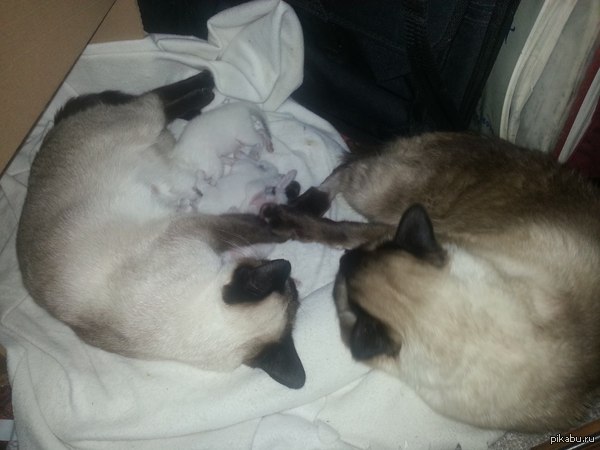 � ���� ����� ������ :)