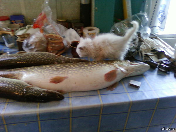 Натуральное питание