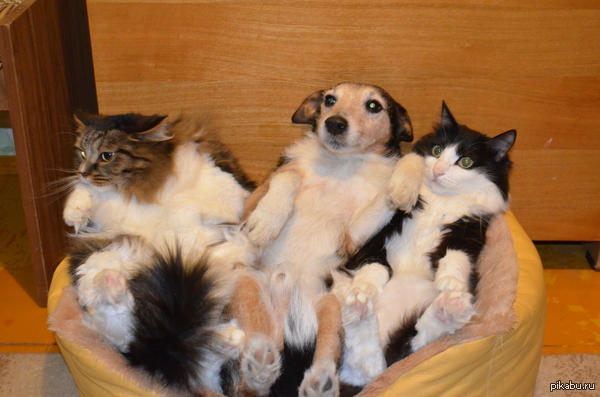 ���������)