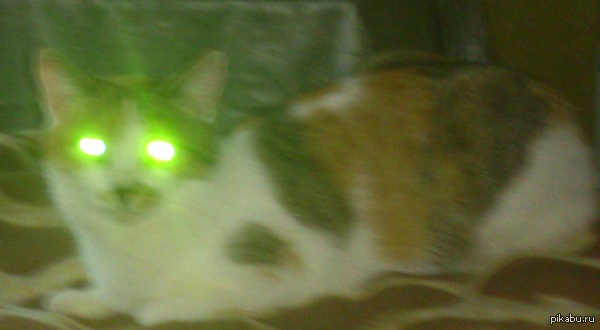 � ����� �� ����   http://pikabu.ru/story/_2406458