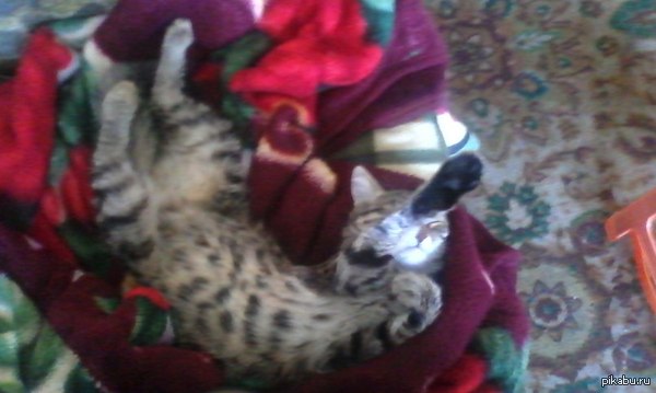 Моя кошка во сне кому-то зигу кинула)))