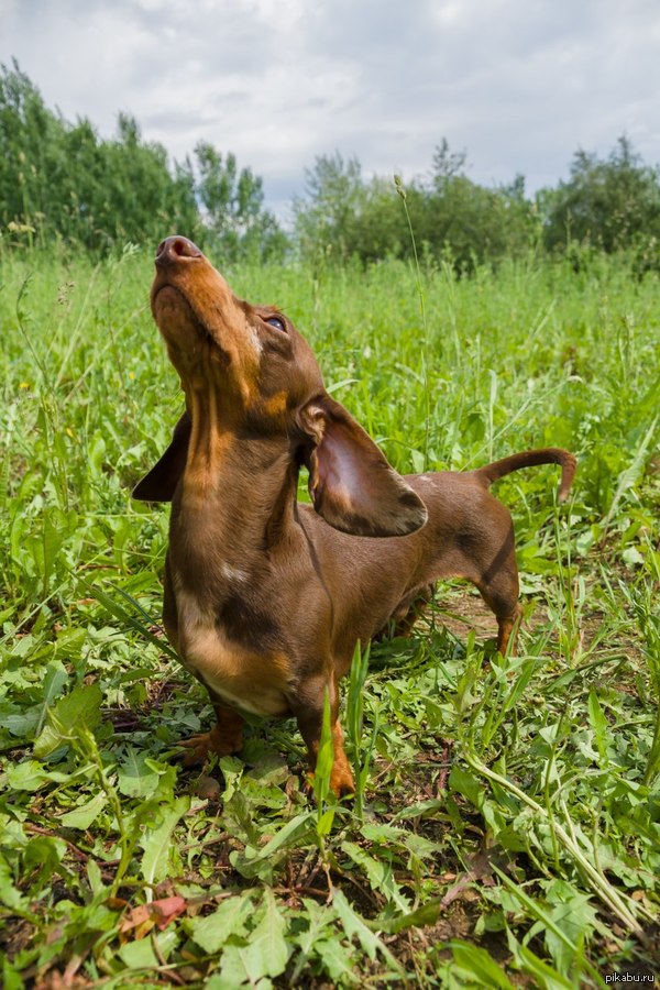 ������ ����� �� ��������