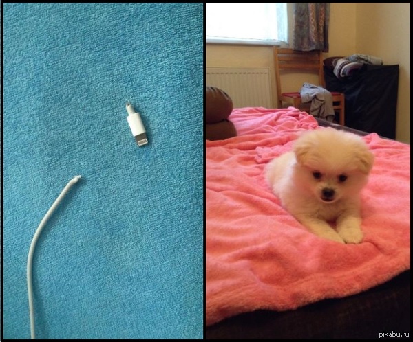 I love my Dog... :'(