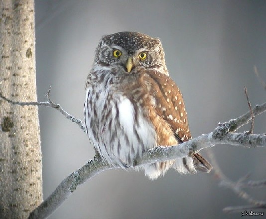 Воробьиный сыч