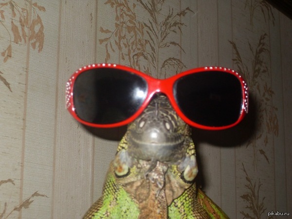 Just an iguana with glasses - Iguana, Glasses