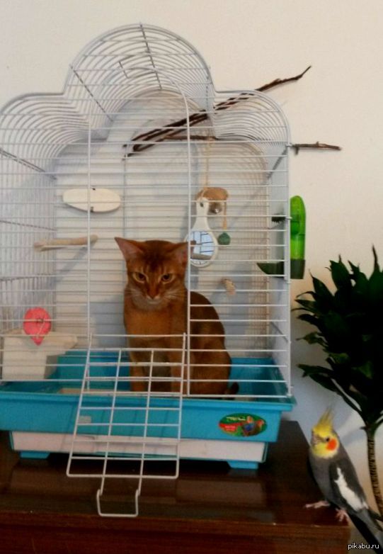 The cat has found a new home. - My, Pets, Funny, cat, A parrot