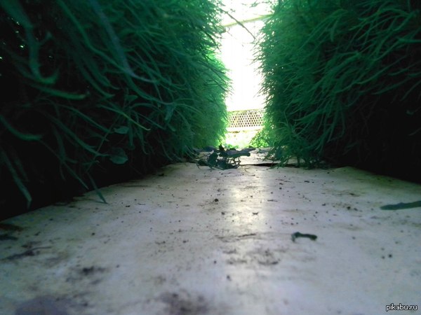 Нашел такое место у себя во дворе)