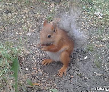 �����, ����� ������� ��������