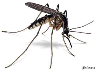 Домашний питомец, на всё лето!