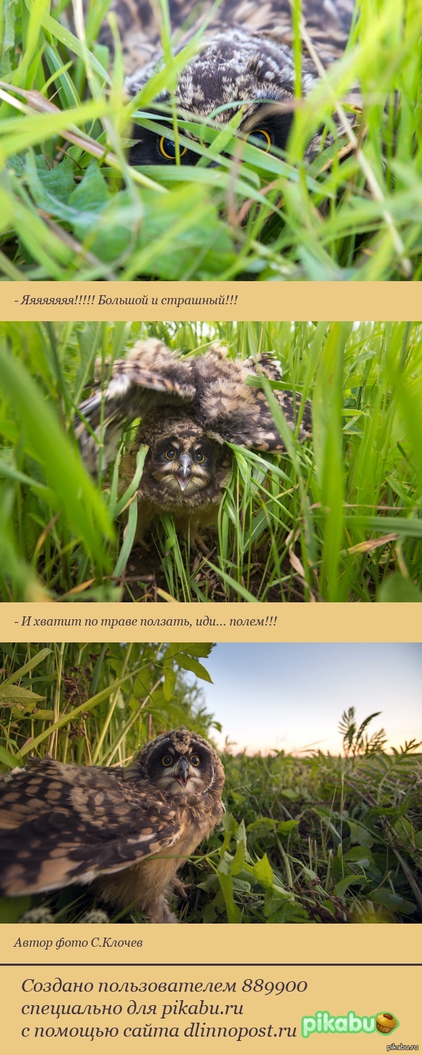 Ползешь такой по траве, а тут кто это прячется? =)