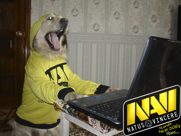 Na'Vi dog 