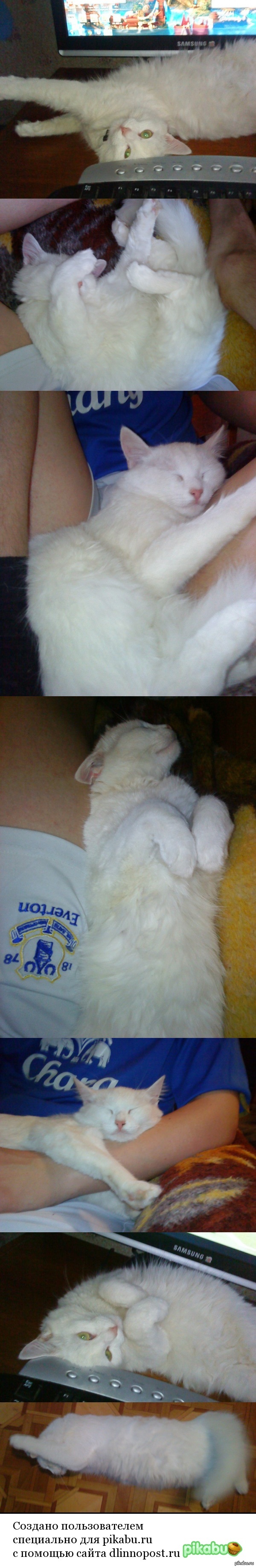 Моя котейка Шакира