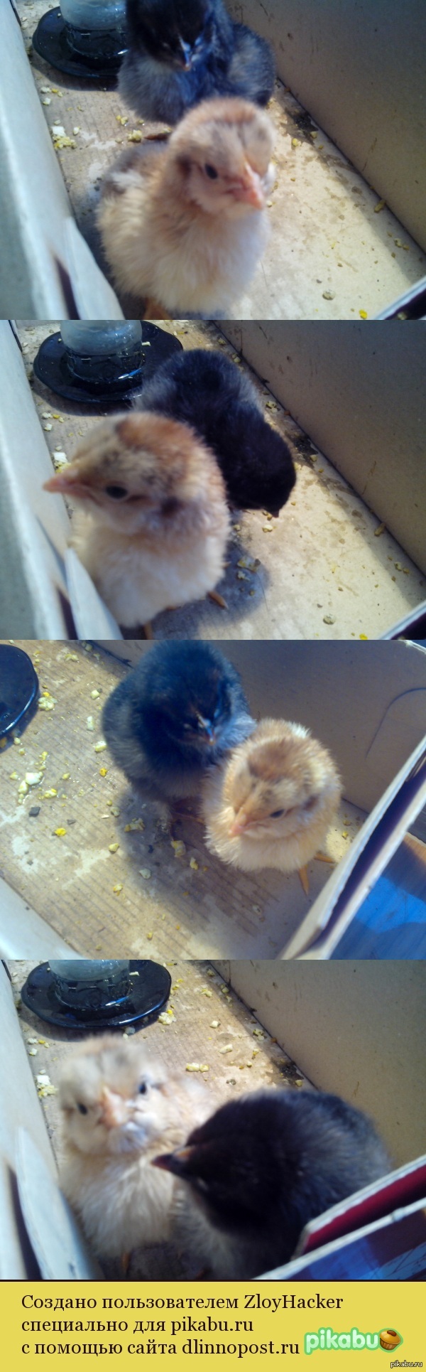 Chickens ^^ - Chickens, My, Milota, chickens