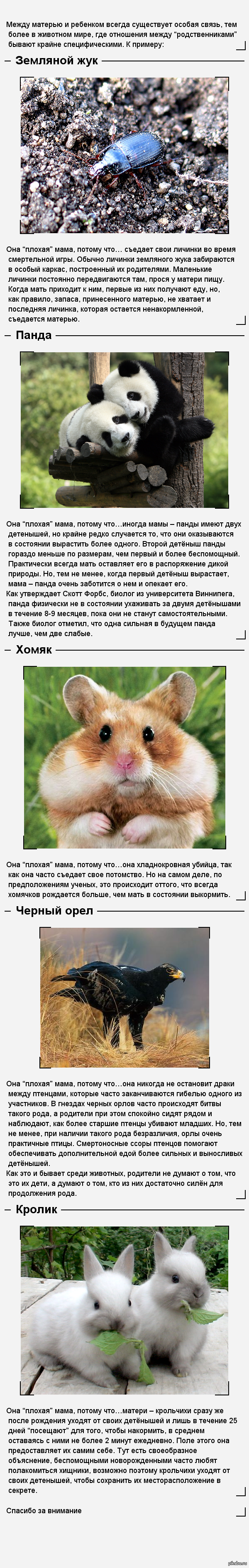 5 самых плохих мам в животном мире