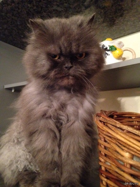 ���� ������