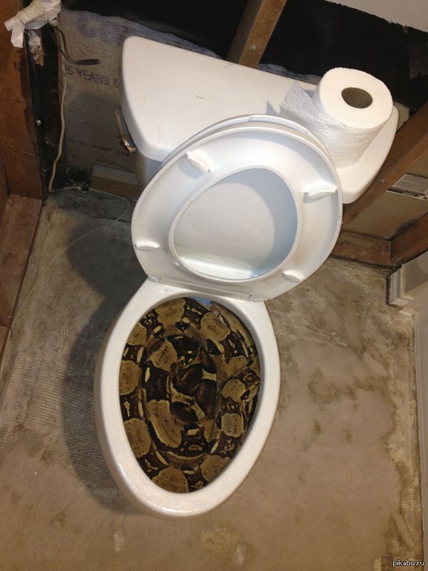 Working in an abandoned house... Nearly had a heart attack... - House, Snake, Toilet, Not mine, From the network