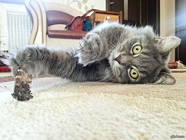 ������� ��������