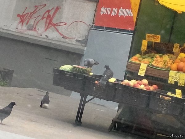 ������, �����.