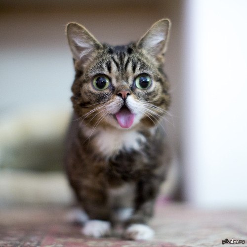 Довольный Котенок Фото