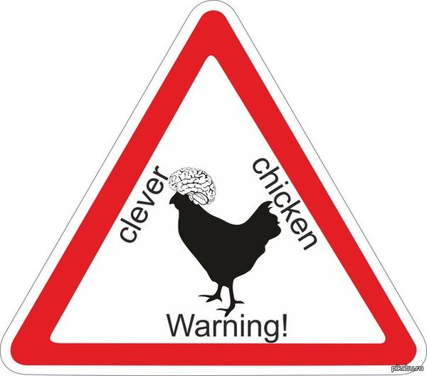 warning! clever chicken!          ,         .