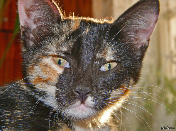 ��� ������������ �����