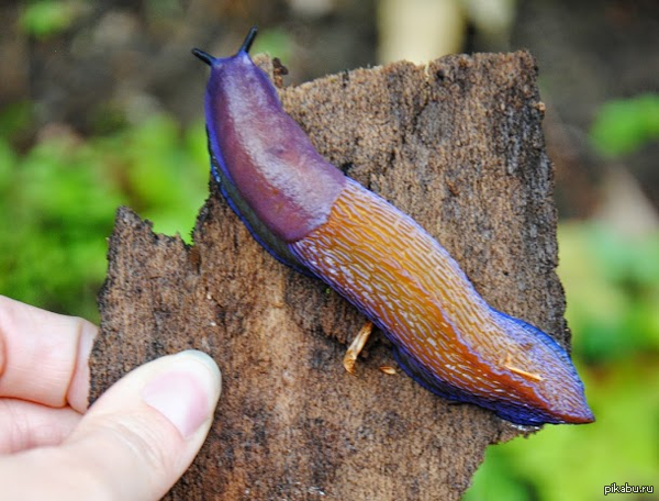 ���������� ���������� �������