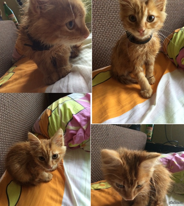 ��������� ���������� (http://pikabu.ru/story/_2463418
