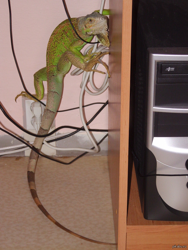 � ������ ���� ��������?