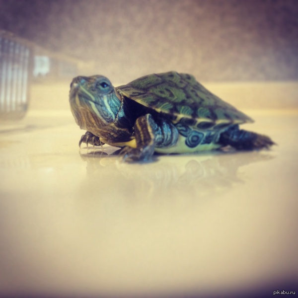Я больше не одинок) Кошки, лисы, а как насчет черепах?)Такой вот товарищ поселился у меня сегодня, помогите придумать имя)