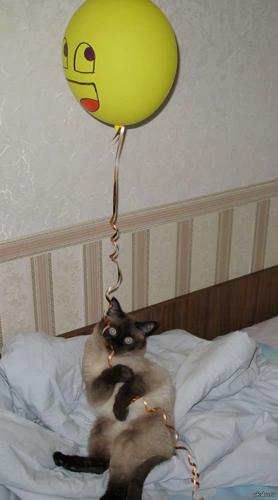            )))
