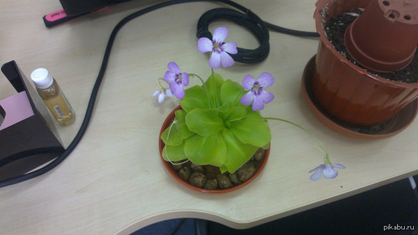 �������� ������ :-)