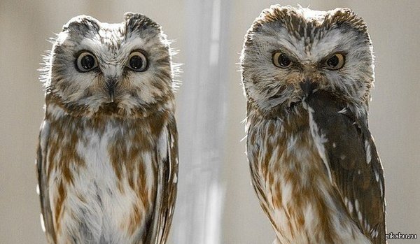 Хороший и плохой полицейский