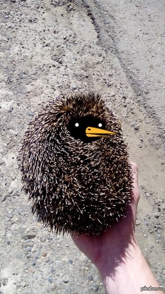 Омский Йожень.