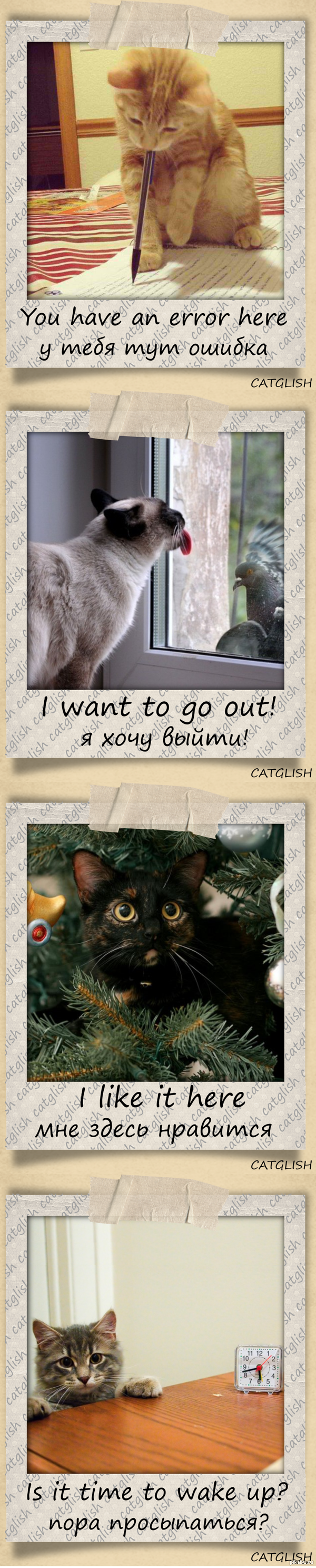 Catglish -   