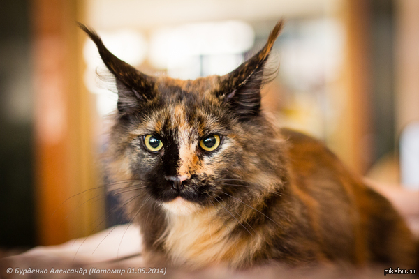 ������� ��� =^_^=