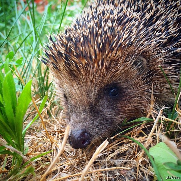 ������ �� ����, ������� ��� �������� ��������.