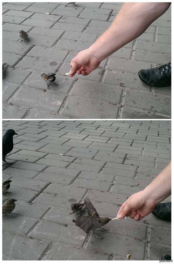 Воробушек не зассал... и отнял у меня кусок блина.