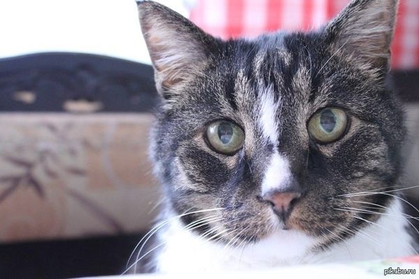 Кот, который вот.