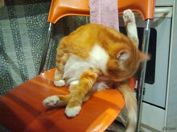 У всех котики такие милые и няшные. А моя только жрет, срет и жопу лижет.