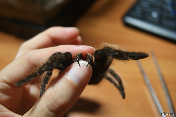 ��� ���������� �� �����������