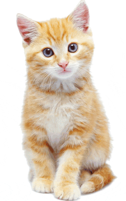 Кот на белом фоне рыжий