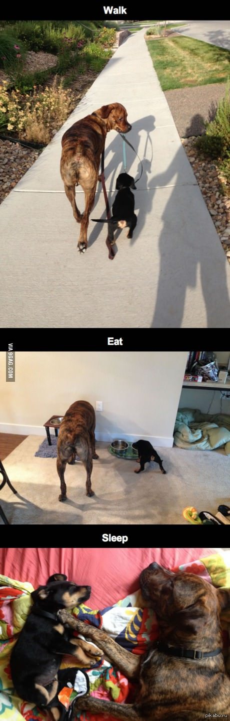 Купили щенка, и старший стал за ним ухаживать