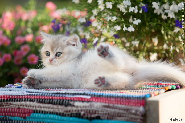 � ������ ������ ����� ������